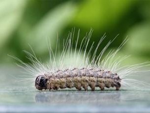 Eichenprozessionsspinner Eichenprozessionsspinner