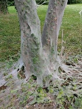 Gespinst Gespinstmotte Gespinst Gespinstmotte