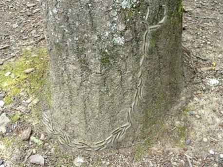 Eichenprozessionsspinner um einen Baumstamm Eichenprozessionsspinner um einen Baumstamm