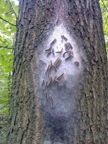 Gespinst Eichenprozessionsspinner Gespinst Eichenprozessionsspinner